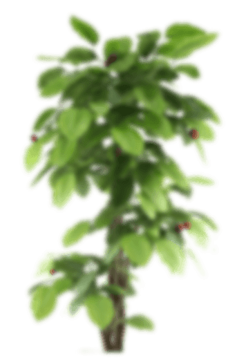 Plante
